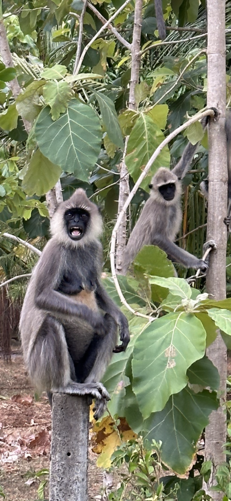 Visiter le Sri Lanka : 10 raisons de choisir cette destination incroyable img 4674