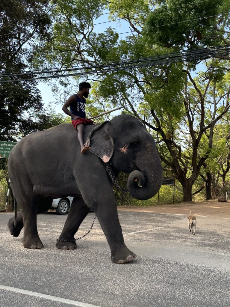 Visiter le Sri Lanka : 10 raisons de choisir cette destination incroyable img 4922