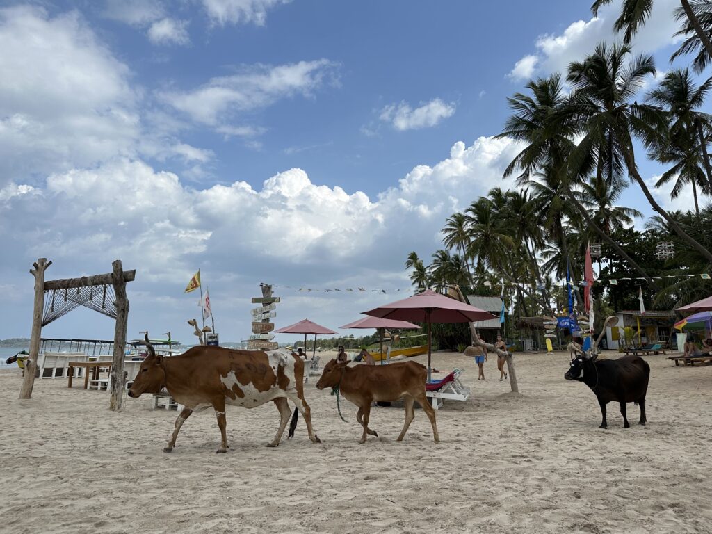 Visiter le Sri Lanka : 10 raisons de choisir cette destination incroyable img 4943