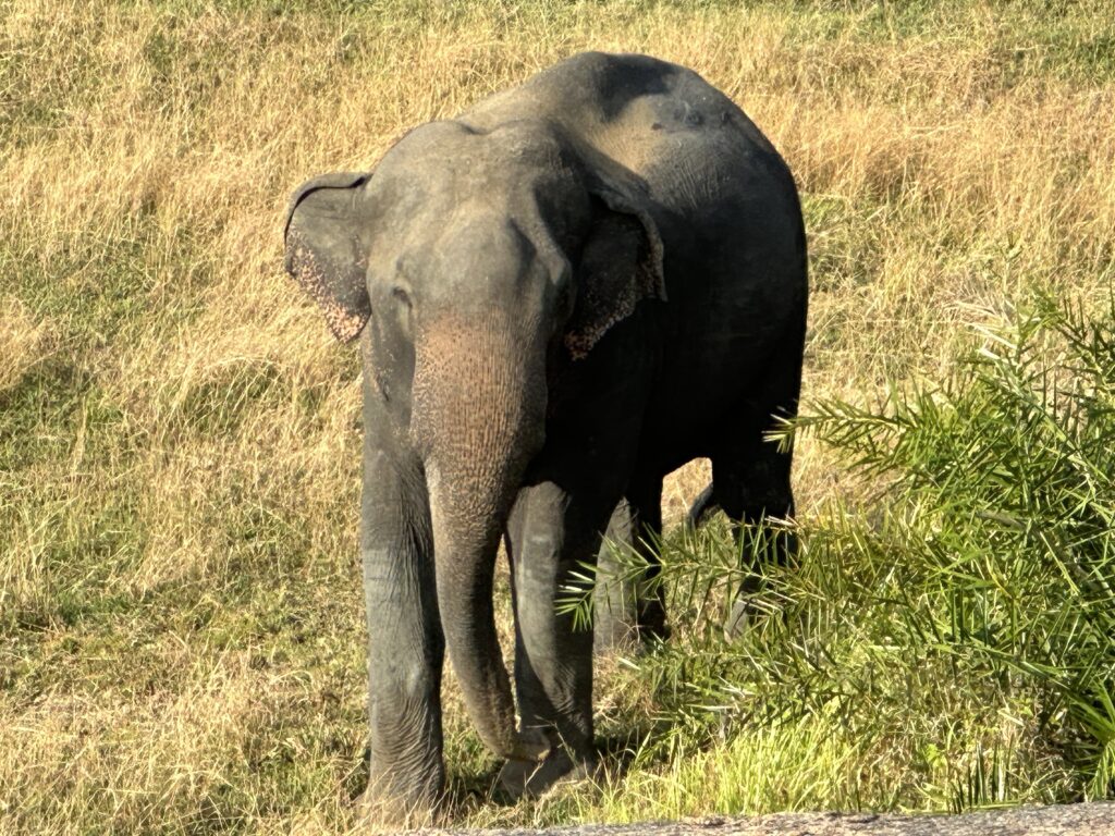 Visiter le Sri Lanka : 10 raisons de choisir cette destination incroyable img 5455