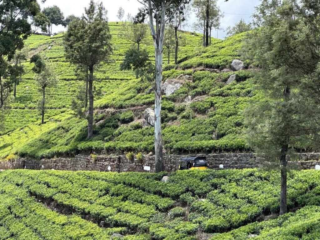 Visiter le Sri Lanka : 10 raisons de choisir cette destination incroyable img 6027