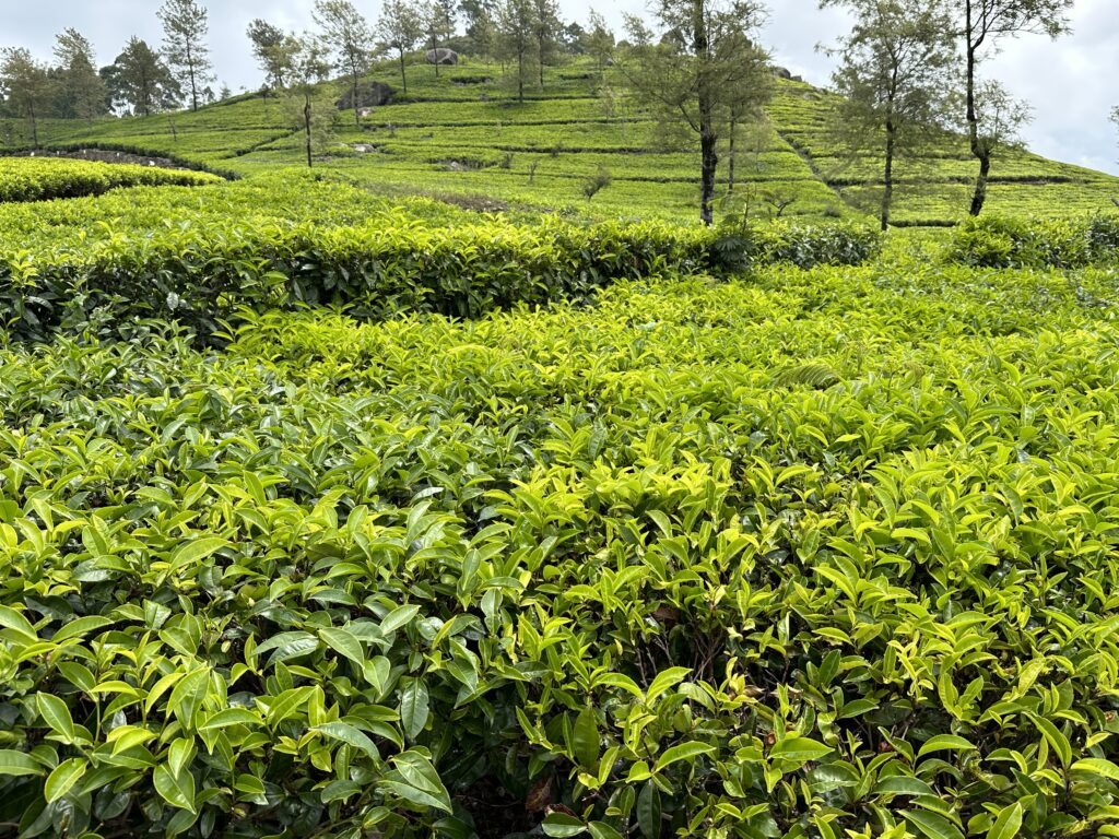 Visiter le Sri Lanka : 10 raisons de choisir cette destination incroyable img 6051