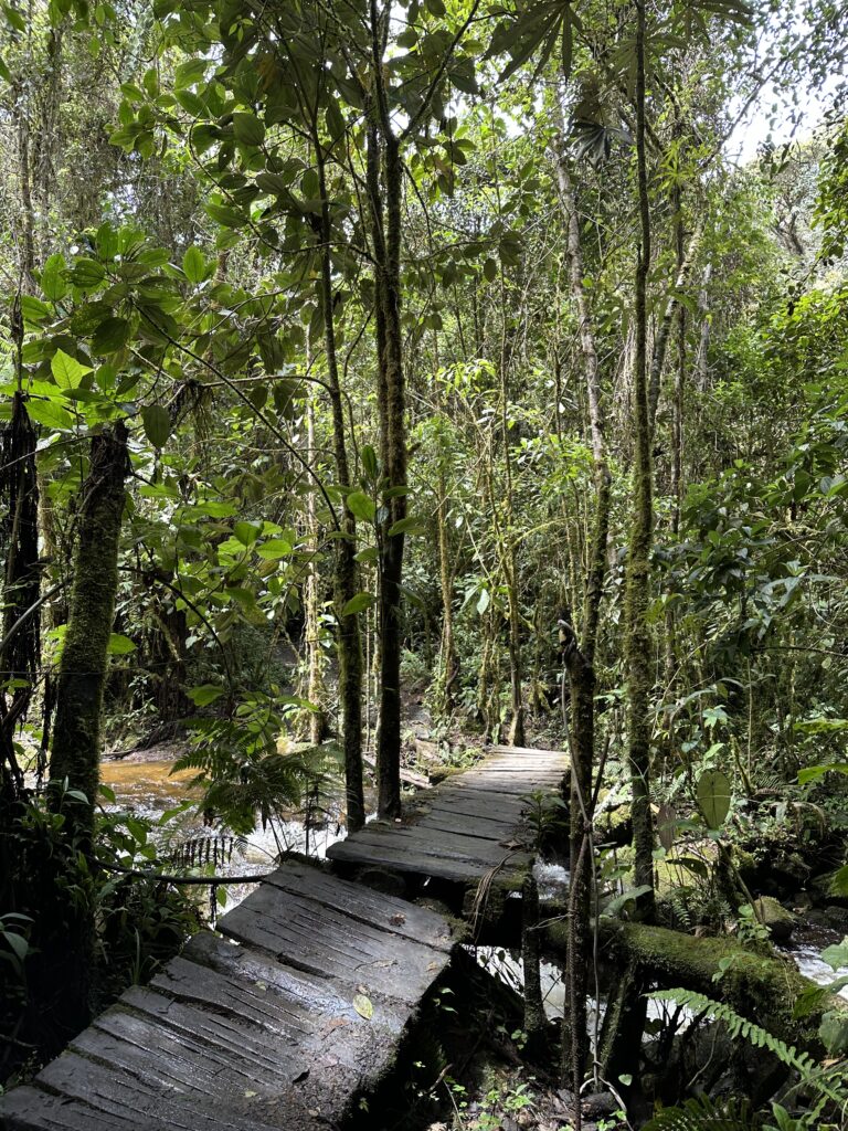 Visiter Salento et la Vallée de Cocora : Notre itinéraire de 4 jours et conseils pratiques img 0431