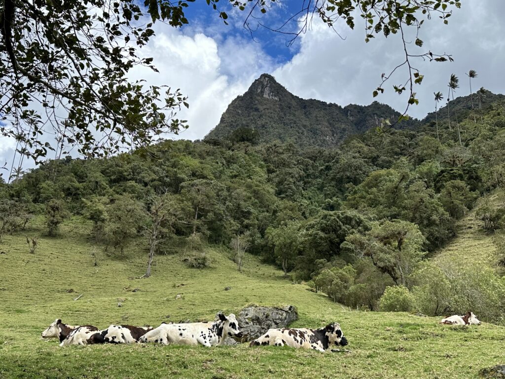 Visiter Salento et la Vallée de Cocora : Notre itinéraire de 4 jours et conseils pratiques img 0480