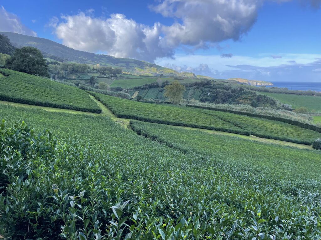 Road trip aux Açores : Notre top 10 des choses à voir sur l’île de São Miguel img 9061