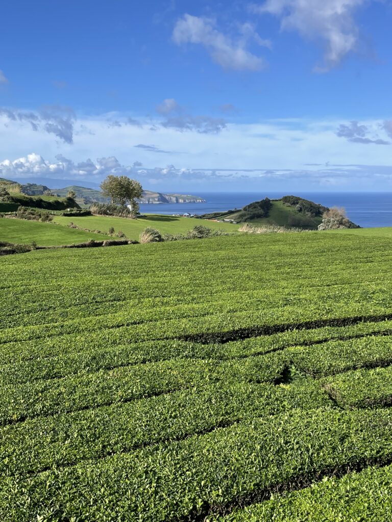 Road trip aux Açores : Notre top 10 des choses à voir sur l’île de São Miguel img 9097