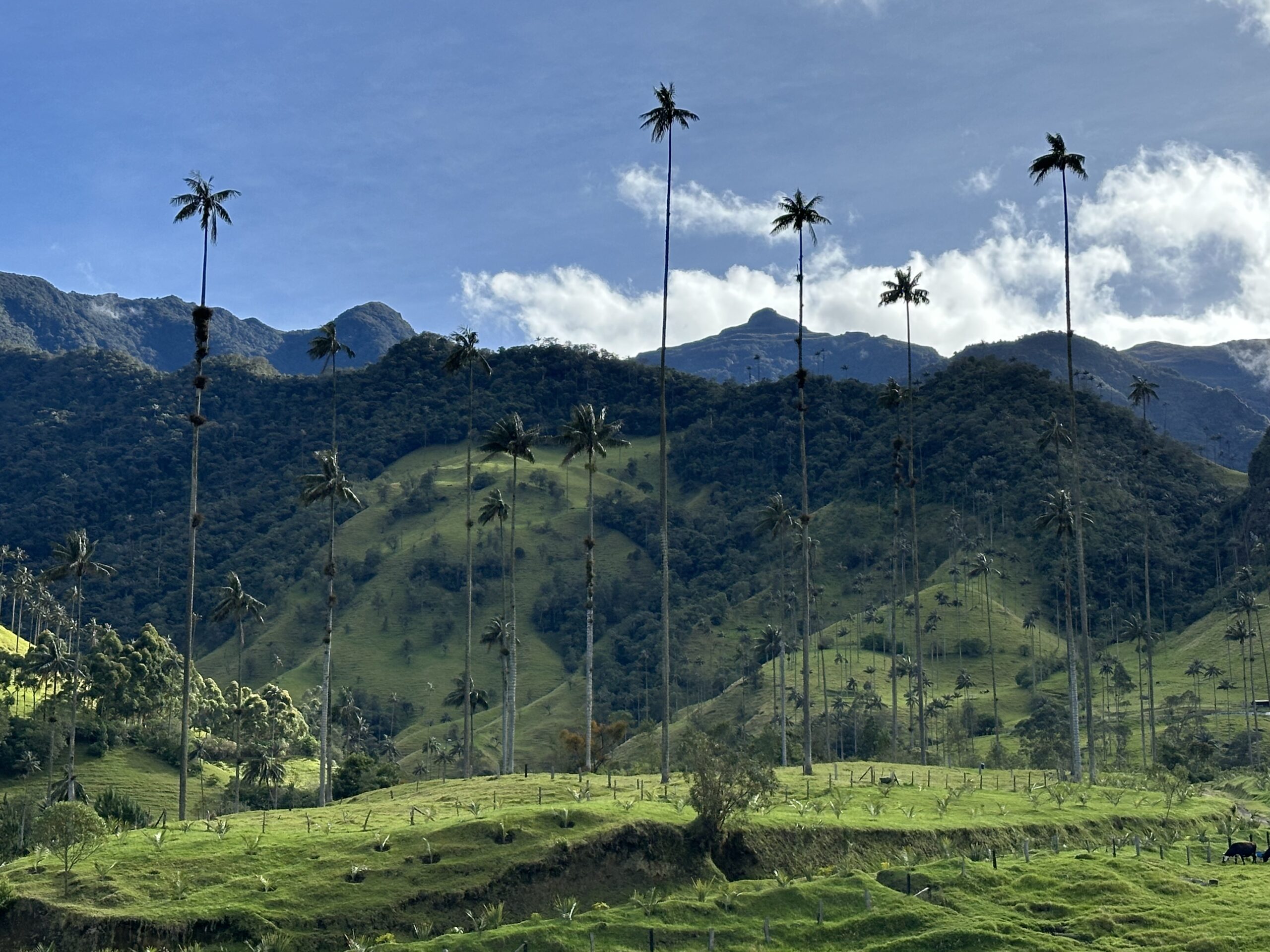 Vue sur les palmiers géants de la vallée de la Cocora