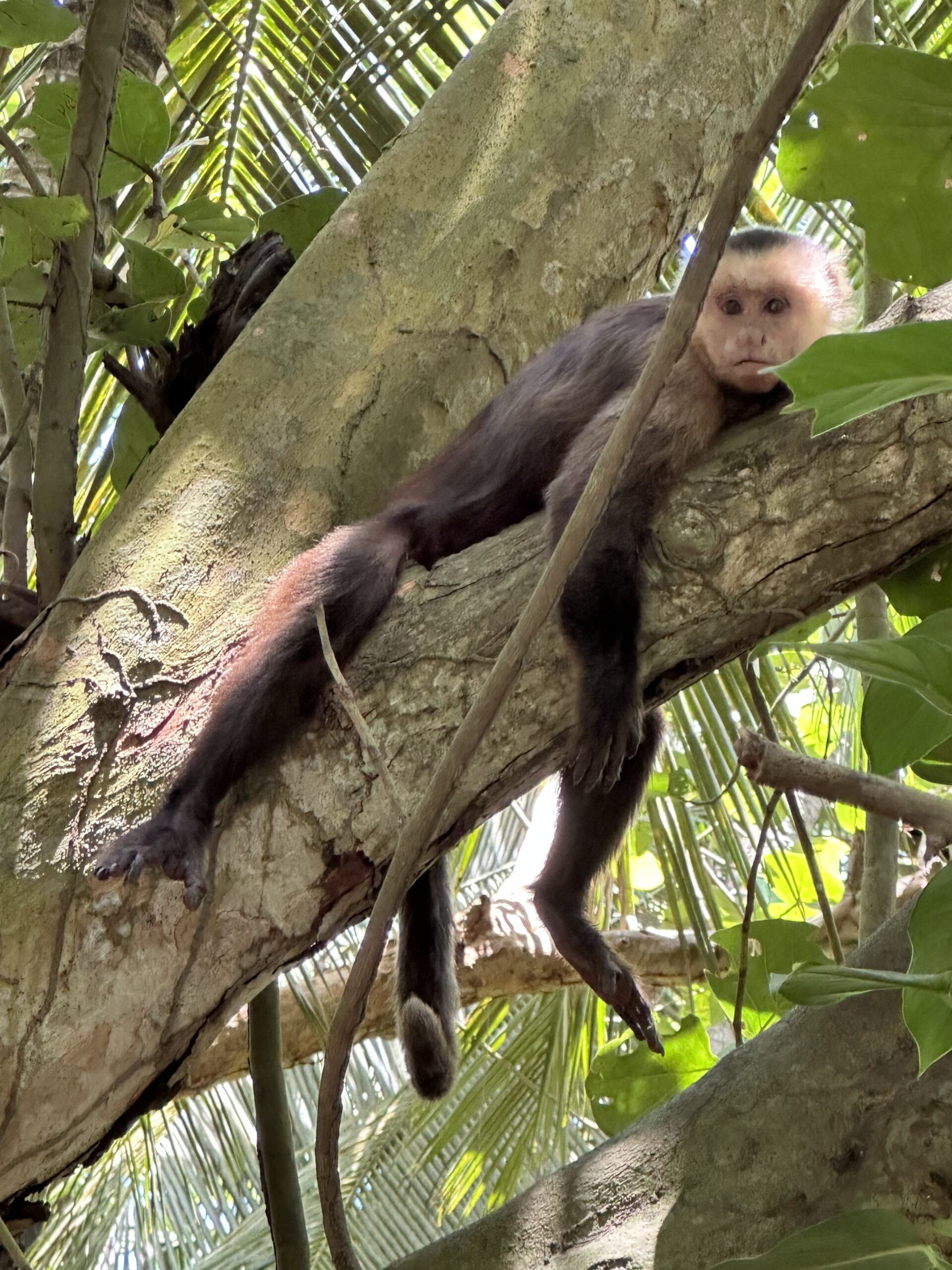 Photo d'un singe posé sur une branche dans le parc Tayrona