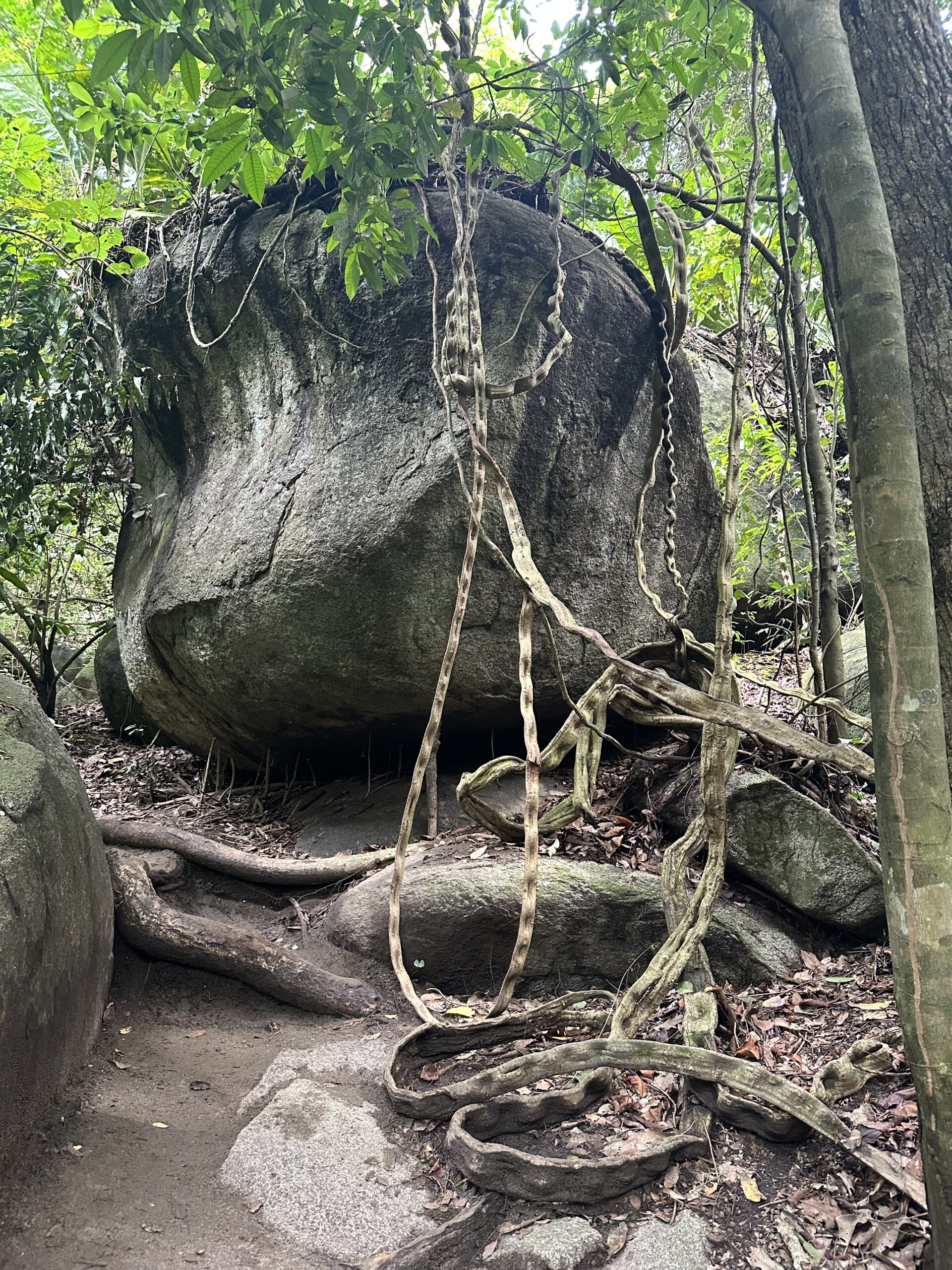 Photo d'un gros rocher avec des racines dans le parc Tayrona