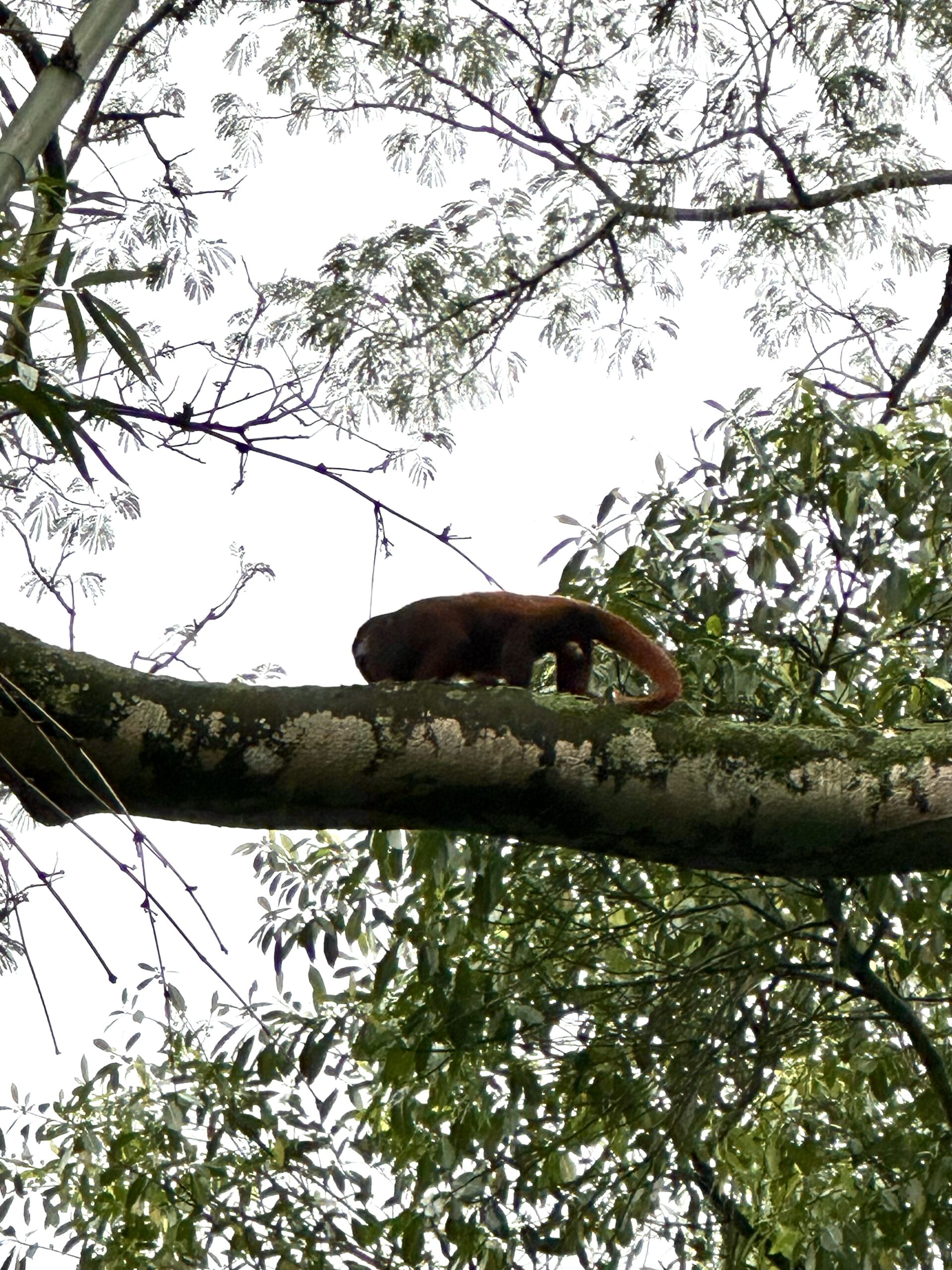 Photo d'un singe hurleur aperçu sur le sentier du mirador de Los Pinos à Minca