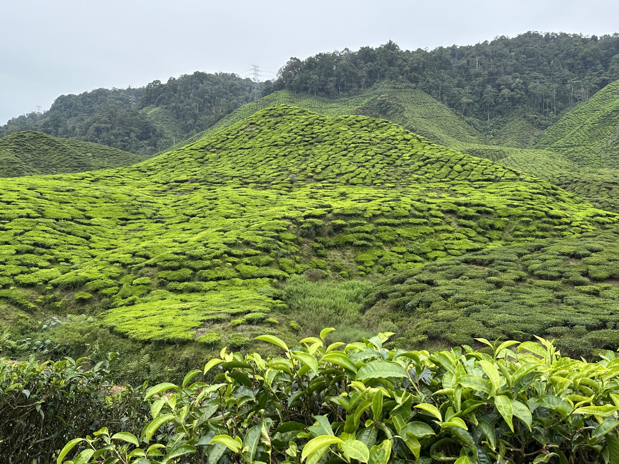 Vue sur les plantations de thé du groupe Bharat (Cameron Valley) en Malaisie