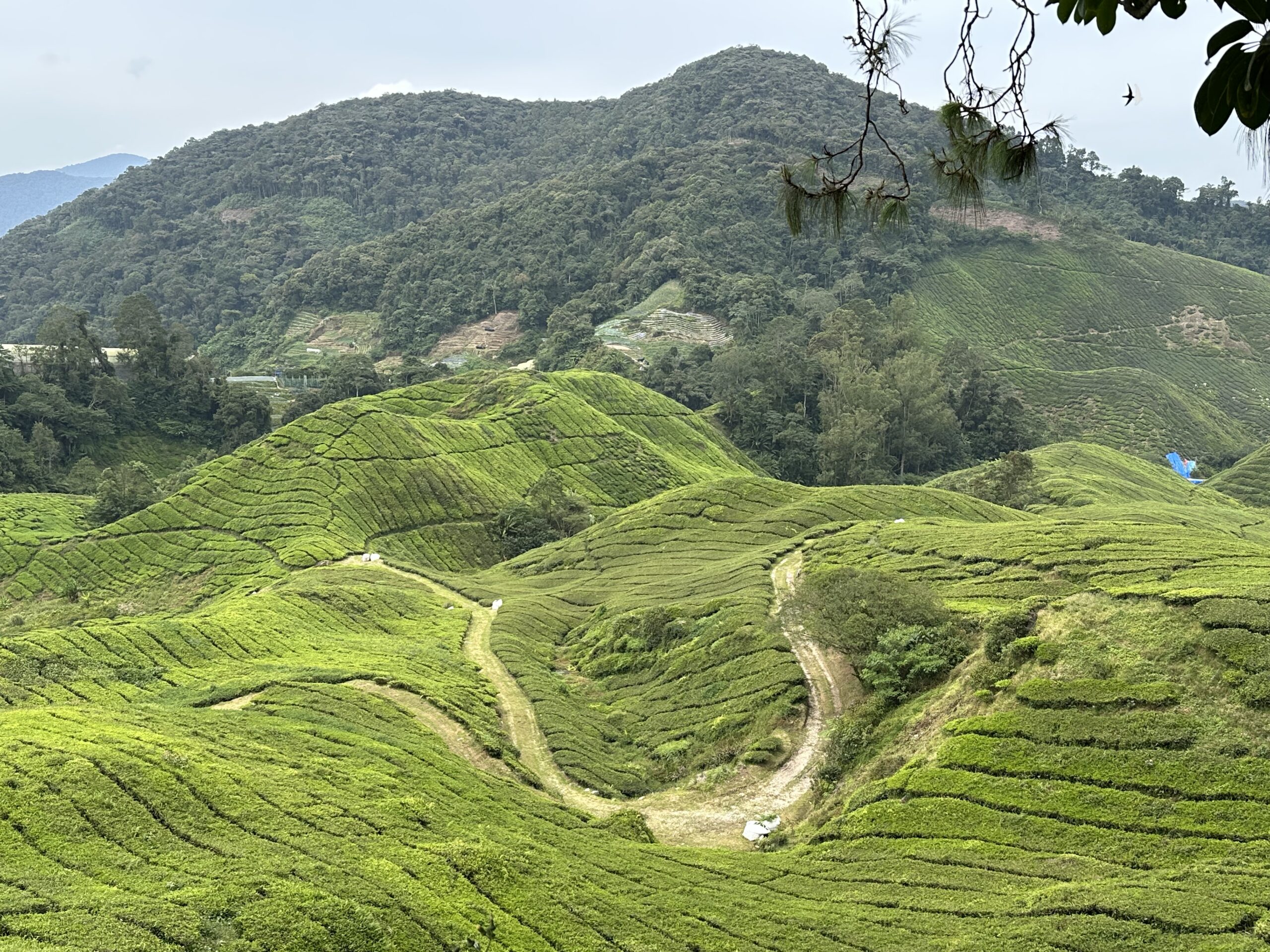 Panarama sur les plantations de Thé BOH Tea en Malaisie 