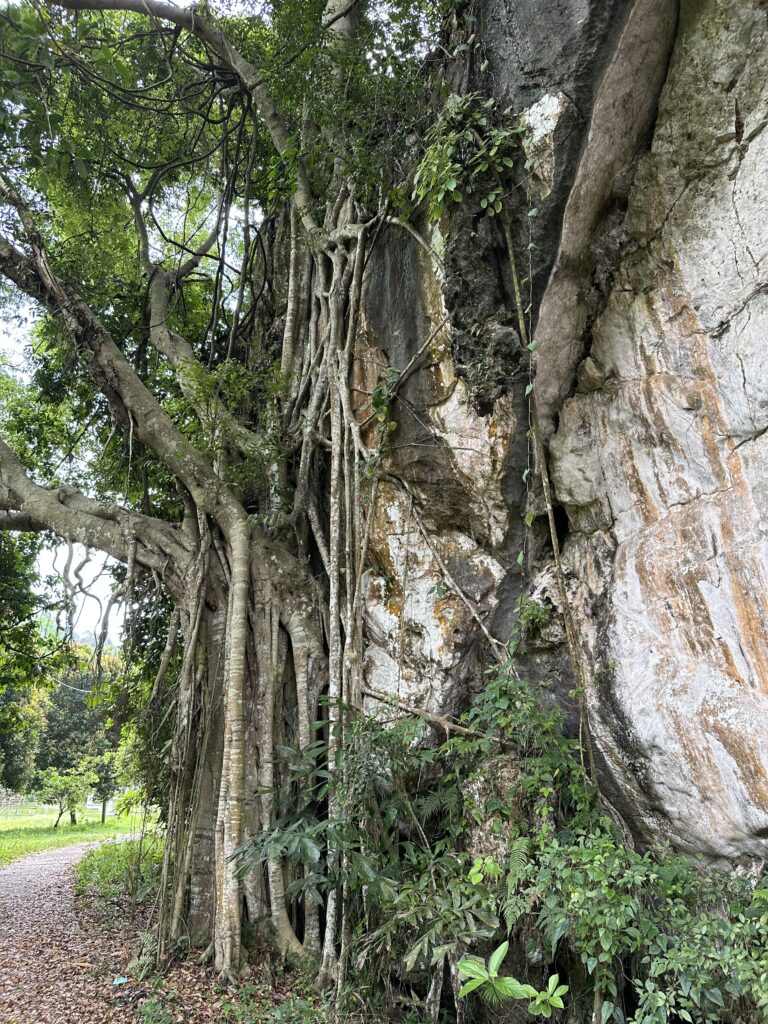 Visiter Ipoh en 1,5 jour : que faire et itinéraire détaillé img 7739