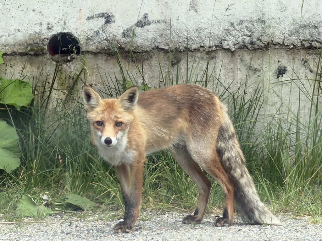 Une journée entre le Parc des Bucegi et Sinaia : notre itinéraire détaillé Magnifique renard croisé sur la route qui mène au lac Bolboci